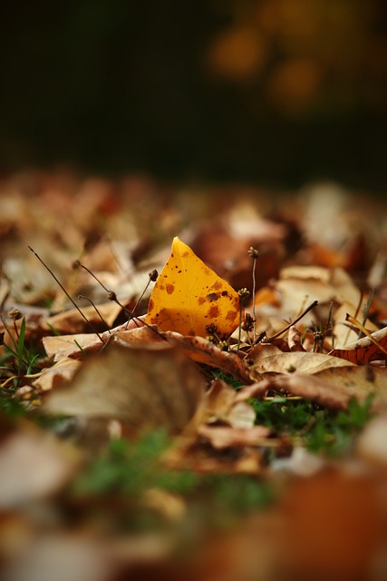 洛文尼亚的 洛文尼亚的